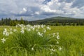 Typical spring landscape near Stozec, Nation park Sumava, Czech Republic