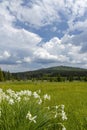 Typical spring landscape near Stozec, Nation park Sumava, Czech Republic