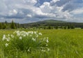 Typical spring landscape near Stozec, Nation park Sumava, Czech Republic