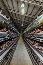 Typical standard multilevel production line conveyor of chicken eggs of a poultry farm Royalty Free Stock Photo