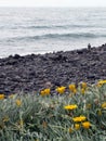 typical stone beach in Madeira Royalty Free Stock Photo