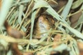 Typical striped grass mouse Royalty Free Stock Photo