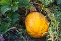 Typical styrian pumpkin field, Royalty Free Stock Photo