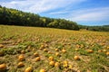Typical styrian pumpkin field Royalty Free Stock Photo