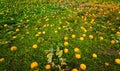 Typical styrian pumpkin field, Austria Royalty Free Stock Photo