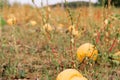 Typical styrian pumpkin field in autumn, Austria or Slovakia Royalty Free Stock Photo