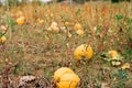 Typical styrian pumpkin field in autumn, Austria or Slovakia Royalty Free Stock Photo
