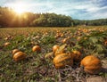 Typical styrian pumpkin field Royalty Free Stock Photo