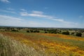 flower fields and hills landscape with blue sky