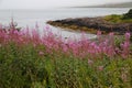 Typical summer flowers in the Canadian countryside