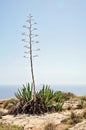 View of one blooming agave plant Royalty Free Stock Photo
