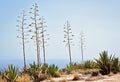 Typical for sunny Malta landscape. Flora of Malta