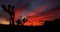 Sky Fire at Joshua Tree National Park