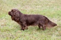 Typical Sussex Spaniel on a green grass lawn