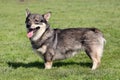 The typical Swedish Vallhund in the garden Royalty Free Stock Photo