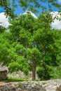 Typical tree common in the Yucatan peninsula