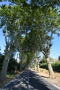 Typical tree-lined road in high provence Royalty Free Stock Photo