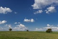 , Calden, Prosopis caldenia, La Pampa, Argentina Royalty Free Stock Photo