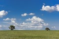 , Calden, Prosopis caldenia, La Pampa, Argentina Royalty Free Stock Photo