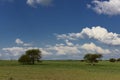 , Calden, Prosopis caldenia, La Pampa, Argentina Royalty Free Stock Photo