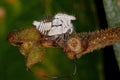 Typical Treehoppers nymph