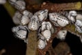 Typical Treehoppers nymphs