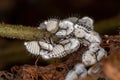 Typical Treehoppers nymphs