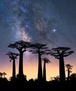 Typical trees of Madagascar known as Adansonia, baobab, bottle tree or monkey bread with a night sky in the background