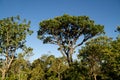 Trees and Vegetation that can be found in the savannas of Brazil
