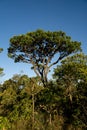 Trees and Vegetation that can be found in the savannas of Brazil Royalty Free Stock Photo