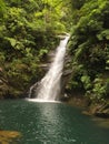 Typical tropical waterfall surrounded by ferns in the Serra do Mar in Santos, Brazil