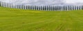 Typical Tuscan landscape with a road in the countryside bordered by two rows of cypress trees in the spring season Royalty Free Stock Photo