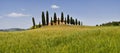 Typical Tuscany landscape, farmland I Cipressini. Italian cypress trees and wheat field with blue sky. Located at Pienza Siena.