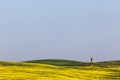 Typical Tuscany Val d`Orcia landscape, with an isolated cypress tree on a hill in the middle of green grass and yellow Royalty Free Stock Photo