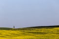 Typical Tuscany Val d`Orcia landscape, with an isolated cypress tree on a hill in the middle of green grass and yellow Royalty Free Stock Photo