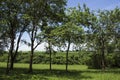 Typical vegetation of the interior of the State of SÃÂ£o Paulo; Green pasture with trees
