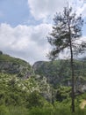 Typical vegetation on Taurus Mountains in Mersin, Turkey Royalty Free Stock Photo