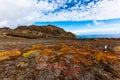 Typical vegetation of the upper part of Punta Pitt Royalty Free Stock Photo