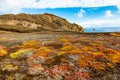 Typical vegetation of the upper part of Punta Pitt Royalty Free Stock Photo