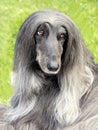 Typical very old black Afghan Hound