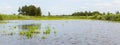 Typical view of a the swamp in National Park Weerribben Royalty Free Stock Photo