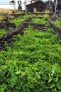 Typical vineyard at Azores