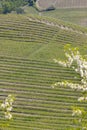 Typical vineyard near Barolo, Barolo wine region, province of Cuneo, region of Piedmont, Italy Royalty Free Stock Photo