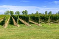 typical vineyard in northern Italy Trentino Royalty Free Stock Photo