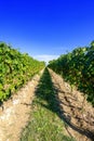 typical vineyard in northern Italy Trentino Royalty Free Stock Photo