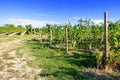 typical vineyard in northern Italy Trentino Royalty Free Stock Photo