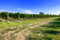 typical vineyard in northern Italy Trentino Royalty Free Stock Photo
