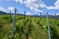 Typical vineyard in the region of Sierre, Valais, Switzerland