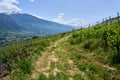 Typical vineyard in the region of Sierre, Valais, Switzerland