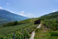 Typical vineyard in the region of Sierre, Valais, Switzerland